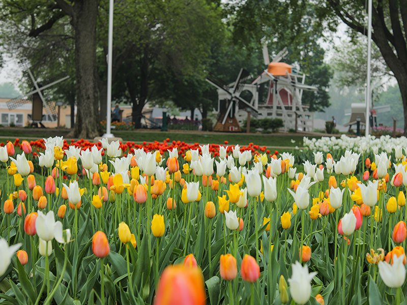 tulips