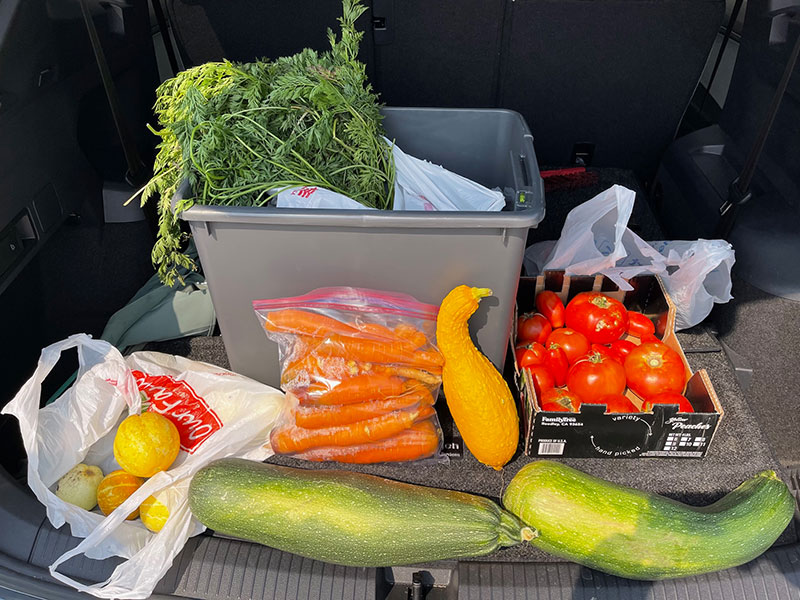 vegetables in back of car